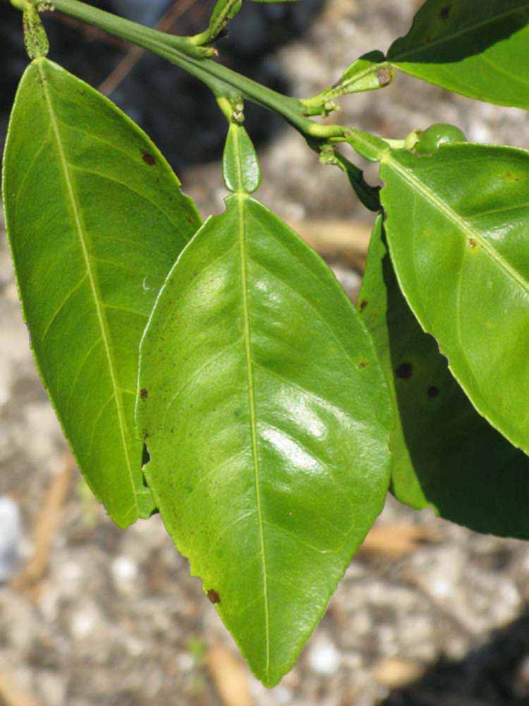              Unifoliolate leaf (Winter Haven, FL)       
